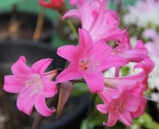 Pink Belladonna Amaryllis Bulb, Pretty Flowers,Please Check our other items