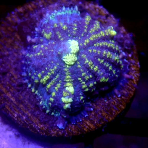 Green & Blue Mushroom Coral WYSIWYG - Indigo Corals - IC 3353