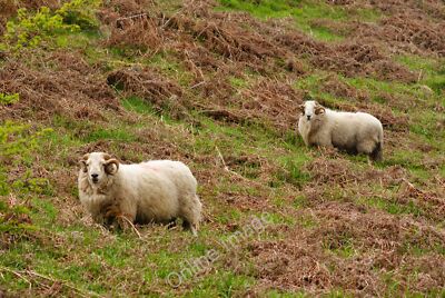 Photo 6x4 Sheep at Penrhyndeudraeth, Gwynedd Two sheep, munching the gras c2010