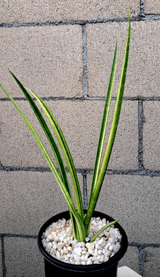 Sansevieria Nine Tails Variegated Plant Large Houseplant Succulent