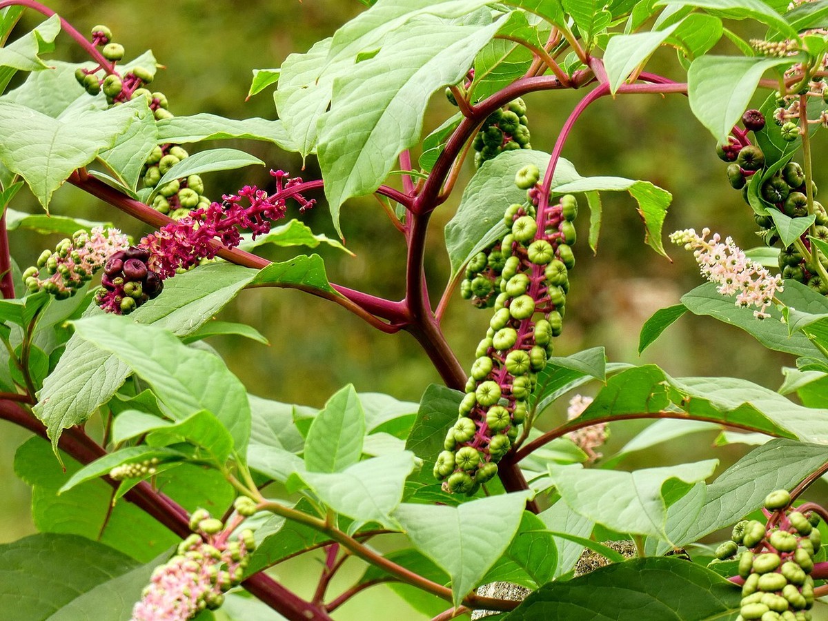 FRESH Poke Weed Root Pound, Wild American Common Pokeweed Herbal