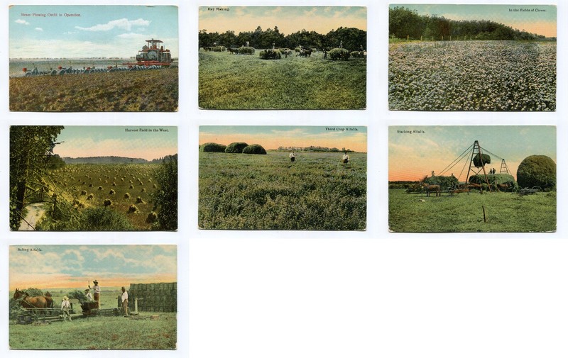 LOT OF 7 CROP POSTCARDS