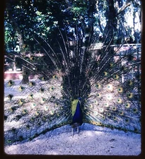St. Augustine FL Alligator Farm Peacock - Kodachrome Stereo Realist slide #378