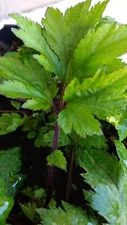 Ashitaba Tomorrows Leaf Angelica Keiskei Japanese 明日草 - Rooted Starter Plants