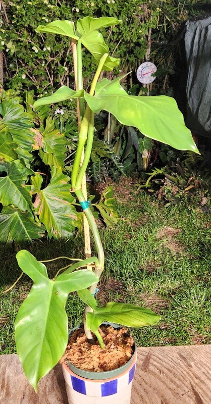 Philodendron sanctamartinense Plant in 5" Pot 20" Tall 7" Wide RARE