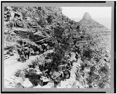 Photo:Mule train,tourist,horseback,trail,transportation,Arizona's Grand