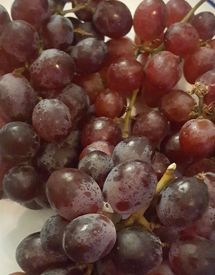 RED FLAME SEEDLESS GRAPE 1 Gal Vine Plant Vineyard Easy Grow Click 4 FREE RECIPE - Image 3 of 3