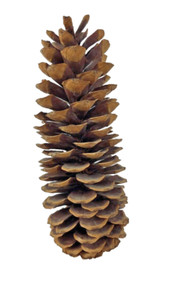 Extra Large 14" Sugar Pine Cones