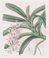 Aerides Virens Java Fiore Botanica Incisione Edwards 1844