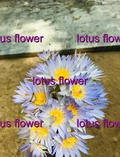 Photograph Flowers Beautiful SriLanka Nature Art Photo Pictures Image collection