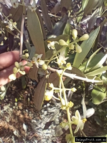 Olive - Frantoio Fruit Tree Plant - Picture 3 of 4