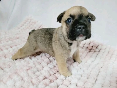 French Bulldog In Perth Region Wa Pets Gumtree Australia Free Local Classifieds