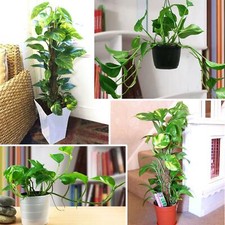 1 Devil's Ivy Golden Pothos Ivy Arum Evergreen Indoor Garden House Plant in Pot
