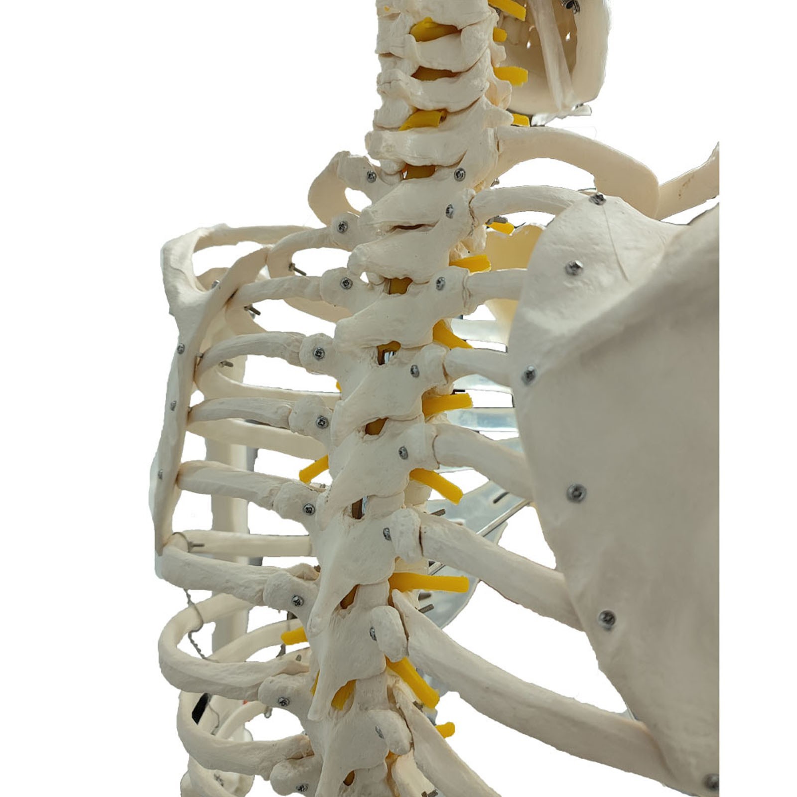 Medical Anatomical Human Skeleton Model 66.9in Life Size Skeletal Teaching Model