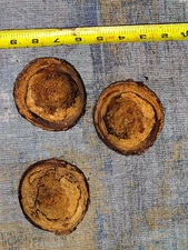 Spalted Coin Slices all in natural color and beauty. Dark live grain lines. 