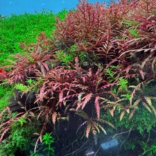 Hygrophila Pinnatifida | Aquarium Plants Factory®