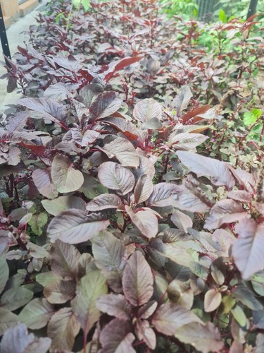 Amaranth Garnet Red 100/150 Seeds Red Leafy Spinach Lal Sakh (লালশাক – অর্গানিক) - Picture 4 of 5