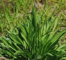 600 PLANTAIN SEEDS , BOSTON (Plantago lanceolata) herb GARDEN Non-GMO USA SELLER