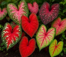 Caladium Bulbs for Planting - Mixed Colors, Growers Choice - Long Blooming Blend