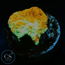 CS WWC GRAFTED MONTI - WYSIWYG LIVE CORAL