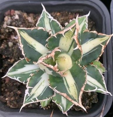 1pc Sale Rare Cacti Agave titanota werewolf Variegate Random Self Rooted Decor