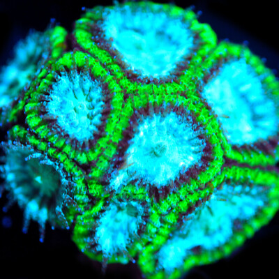 CORALS OF EDEN ~ GI Joe Favia Coral Frag - Live Coral for Sale - LPS - SPS