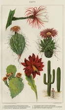 CACTUS Varieties Authentic 1902 (Dated) True Botanical Stone Chromolithograph