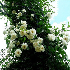 Antique Rose Bush for sale | eBay