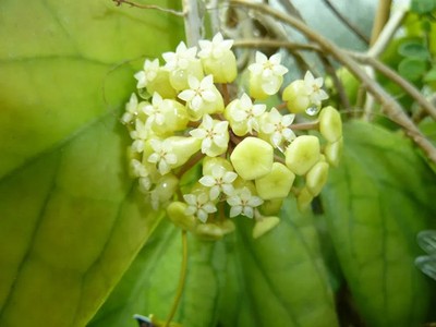 Real Pict Hoya Vitellinoides Rare Plant