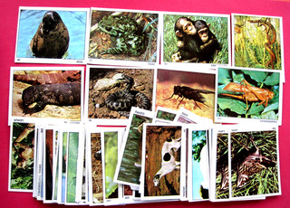 ANIMALS OF THE WORLD TOP SELLERS PRINTED BY PANINI 1972 BUNDLE OF80 EXC