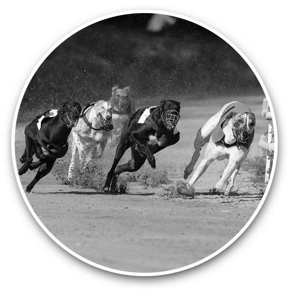 2 x Vinyl Stickers 15cm (bw) - Greyhound Racing Dogs Betting #36678