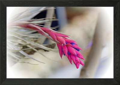 dekorative tropische Pflanze gerahmtes Wandbild Poster Leinwanddruck Bild