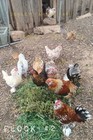 12 Bantam Assorted D'uccle & Easter Egger "Fun Pen" Hatching Eggs — photo 2