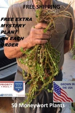 50 moneywort plant plants live aquarium plants aquascaping planted tank easy  