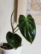 Philodendron verrucosum sp.mini dark Selten,rare,Rarität,no Monstera!