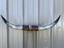 MOUNTED STEER HORNS 35 inch wide LONGHORN POLISHED MOUNT BULL COW