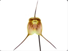 Dracula dalstroemii Orchid Species Bloom Size Division 1.5-2” Pot