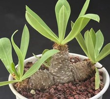 1 pz raro cactus Euphorbia parvimedusae semi coltivati ​​casuale Caudex Boutique Decor#