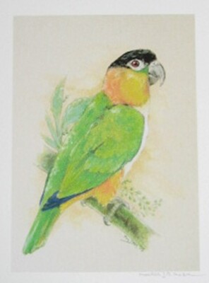 Black Headed Caique Parrot Signed Print From Michelle J.A. McIntyre New