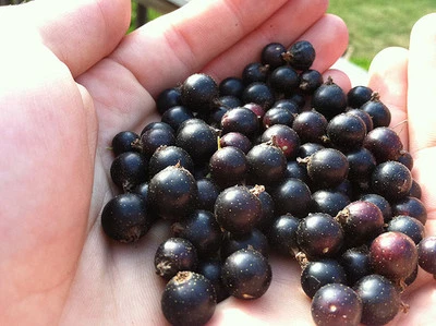 LIVE PLANT 6-12" tall Black Currant Consort, 1 well rooted plant, 1 year old