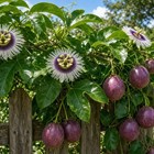 Passiflora Passion Flower Passion Fruit Live Plant 4-6in Bare Root Starter