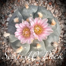 RARE SEEDS 10pk L0ph  v.  Langtry   x10 Ten Cactus US SELLER