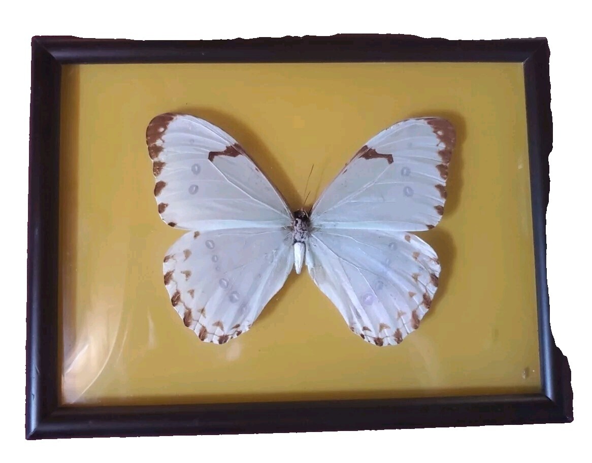 Vintage Butterfly Frame | eBay