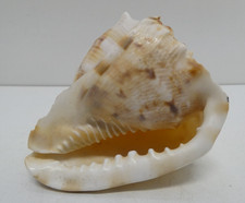 NICE BIG VINTAGE HORNED HELMET CASSIS CORNUTA BEAUTIFUL SHELL