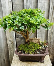 LARGE 16 YEAR OLD CAPE HONEYSUCKLE BONSAI TREE- FREE SHIPPING!