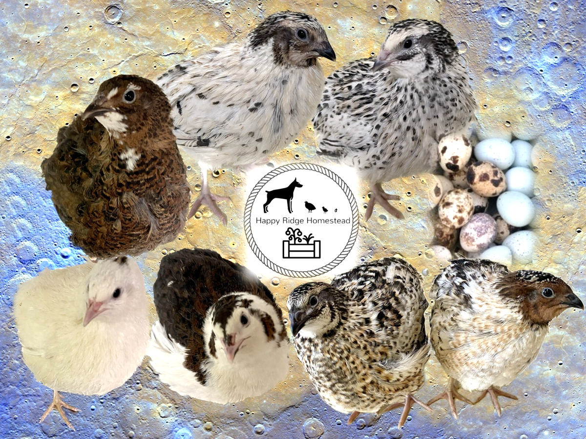 36 Rare Mix-Pansy-Pearl Fee-Celadon-Coturnix Quail Hatching