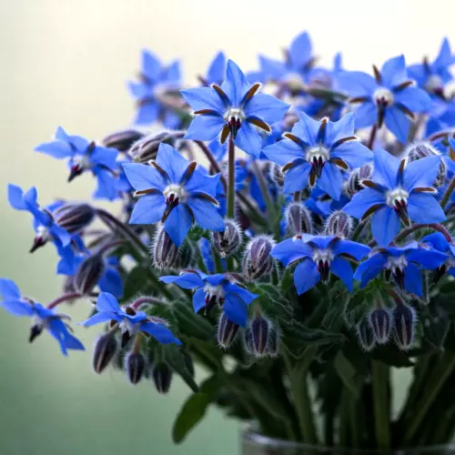 200+ BLUE BORAGE SEEDS SPRING HERB GARDEN PEST REPELLENT FLOWER  FREE SHIPPING