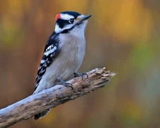 Art Photograph 8x10 Glossy Male Downy Woodpecker Bird Artist Signed