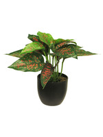 KüNstliche Caladium Sunshine Aglaonema Im Topf Kolbenfaden Rot/GrüN Ca. 23 Cm