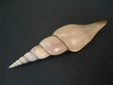 Rarely Seen...CALLIOTECTUM TIBAEFORME JOHNSONI~129mm~Philippines SEASHELL